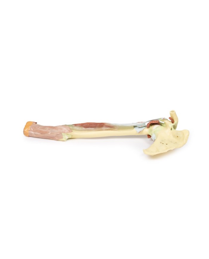 Dissezione dell'arto superiore - Bicipiti, ossa e legamenti - Erler Zimmer 3D anatomy Series