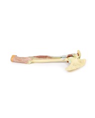Dissezione dell'arto superiore - Bicipiti, ossa e legamenti - Erler Zimmer 3D anatomy Series