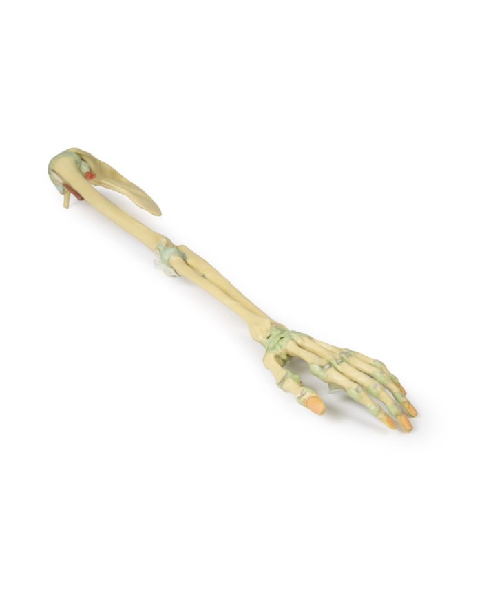 Legamenti dell arto superiore Erler Zimmer 3D anatomy Series MP1520