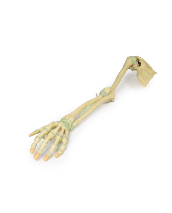 Legamenti dell arto superiore Erler Zimmer 3D anatomy Series MP1520