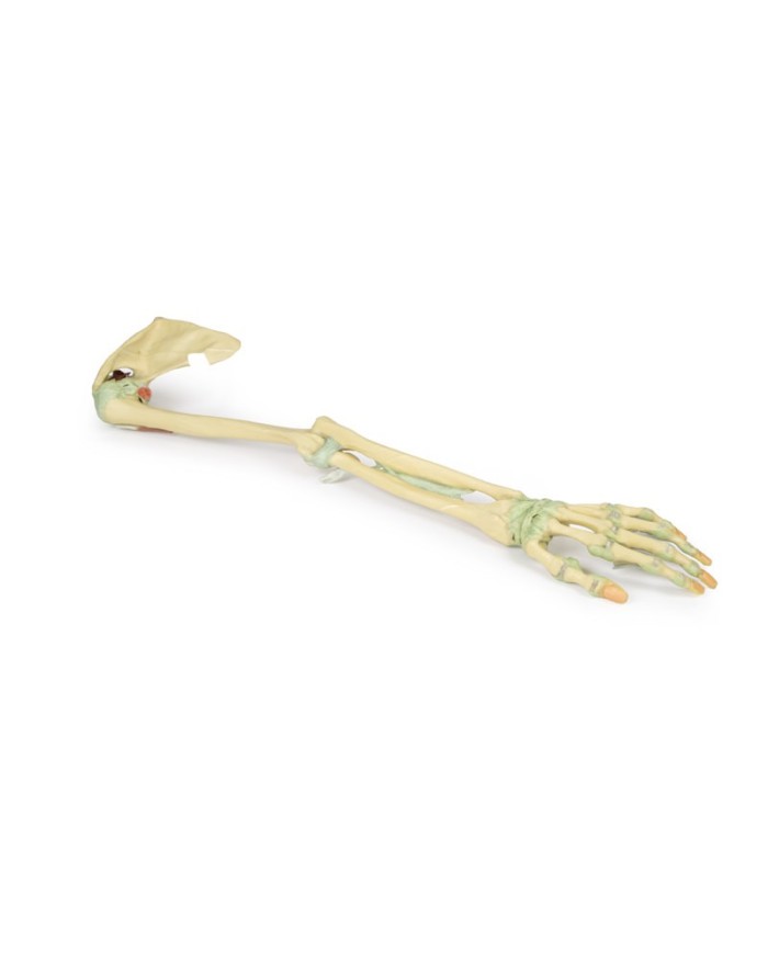 Legamenti dell arto superiore Erler Zimmer 3D anatomy Series MP1520