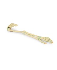 Legamenti dell arto superiore Erler Zimmer 3D anatomy Series MP1520