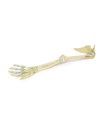 Legamenti dell arto superiore Erler Zimmer 3D anatomy Series MP1520