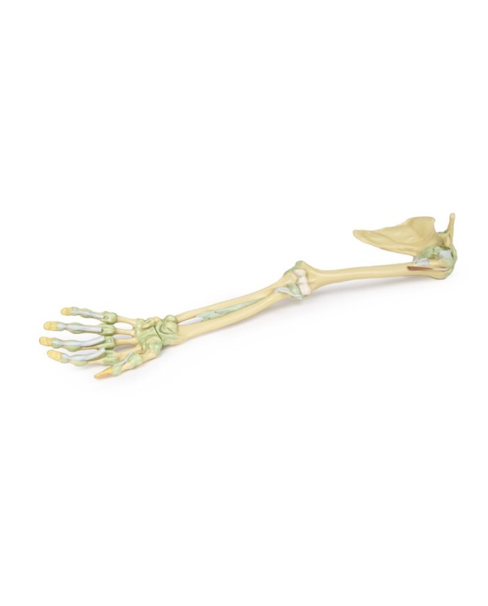 Legamenti dell arto superiore Erler Zimmer 3D anatomy Series MP1520