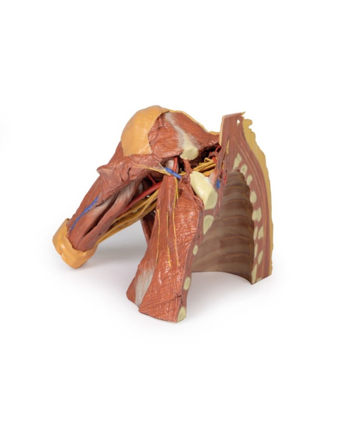 Dissezione della parete toracica destra - ascella e radice del collo - Erler Zimmer 3D anatomy Series