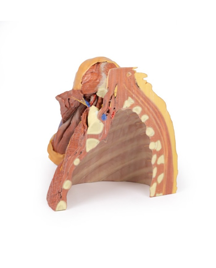 Dissezione della parete toracica destra - ascella e radice del collo - Erler Zimmer 3D anatomy Series