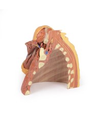 Dissezione della parete toracica destra - ascella e radice del collo - Erler Zimmer 3D anatomy Series