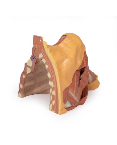 Dissezione della parete toracica destra - ascella e radice del collo - Erler Zimmer 3D anatomy Series