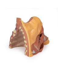 Dissezione della parete toracica destra - ascella e radice del collo - Erler Zimmer 3D anatomy Series