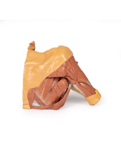 Dissezione della parete toracica destra - ascella e radice del collo - Erler Zimmer 3D anatomy Series