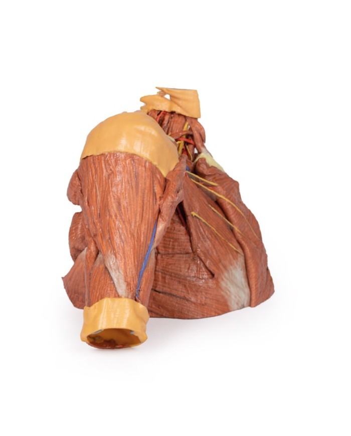 Dissezione della parete toracica destra - ascella e radice del collo - Erler Zimmer 3D anatomy Series