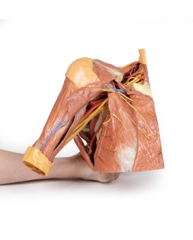 Dissezione della parete toracica destra - ascella e radice del collo - Erler Zimmer 3D anatomy Series