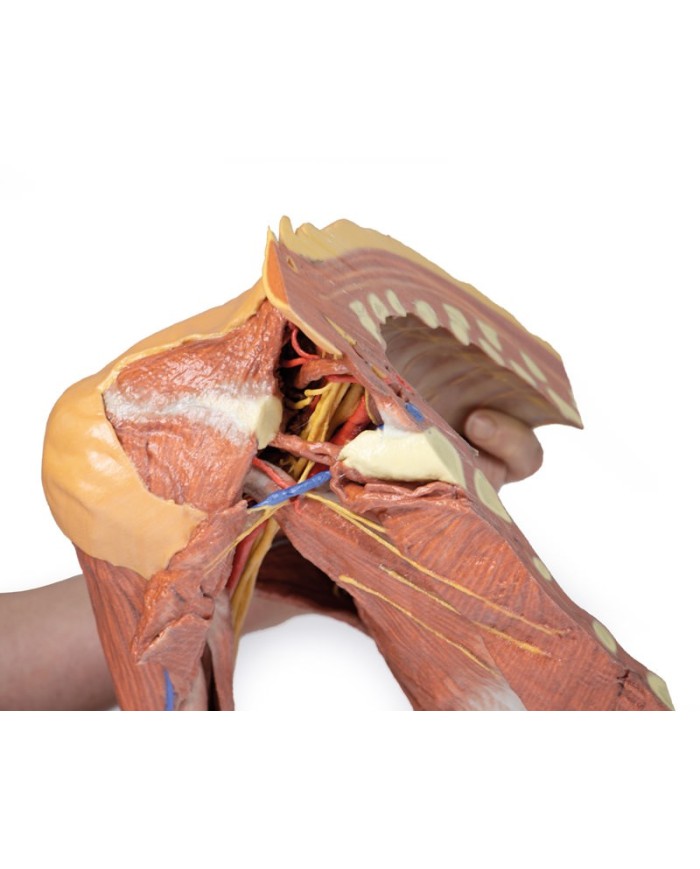 Dissezione della parete toracica destra - ascella e radice del collo - Erler Zimmer 3D anatomy Series