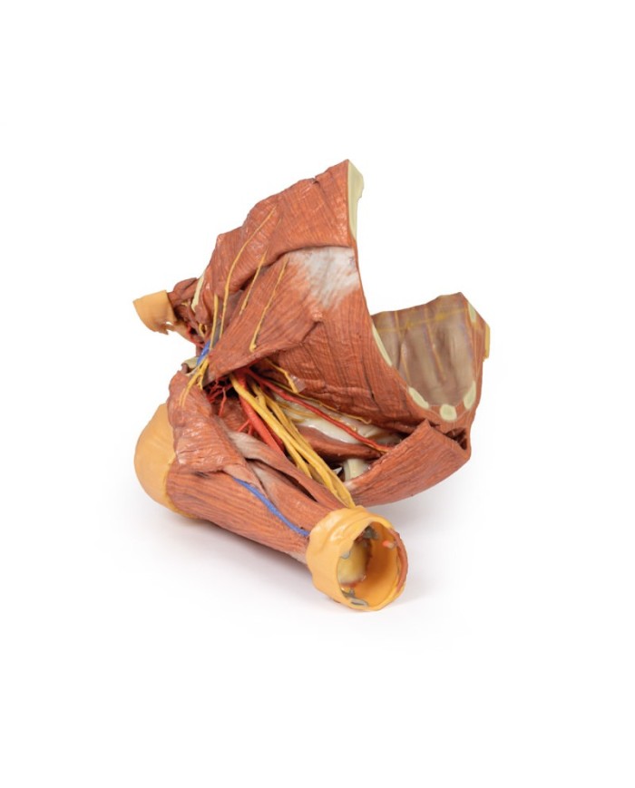 Dissezione della parete toracica destra - ascella e radice del collo - Erler Zimmer 3D anatomy Series