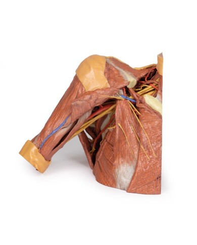 Dissezione della parete toracica destra - ascella e radice del collo - Erler Zimmer 3D anatomy Series