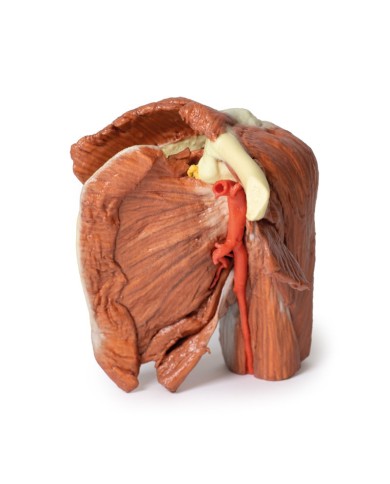 Dissezione della spalla sinistra - Muscoli superficiali e arteria ascellare e brachiale - Erler Zimmer 3D anatomy Series