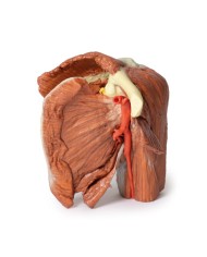 Dissezione della spalla sinistra - Muscoli superficiali e arteria ascellare e brachiale - Erler Zimmer 3D anatomy Series