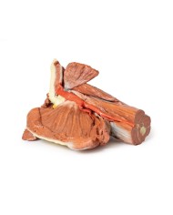 Dissezione della spalla sinistra - Muscoli superficiali e arteria ascellare e brachiale - Erler Zimmer 3D anatomy Series