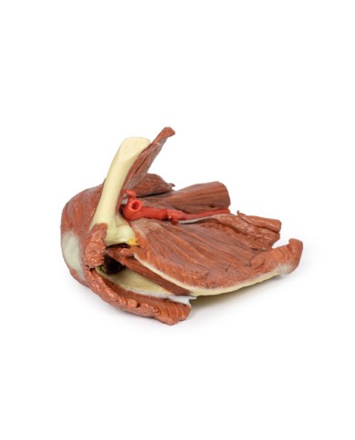 Dissezione della spalla sinistra - Muscoli superficiali e arteria ascellare e brachiale - Erler Zimmer 3D anatomy Series