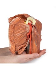 Dissezione della spalla sinistra - Muscoli superficiali e arteria ascellare e brachiale - Erler Zimmer 3D anatomy Series