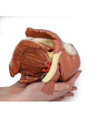 Dissezione della spalla sinistra - Muscoli superficiali e arteria ascellare e brachiale - Erler Zimmer 3D anatomy Series