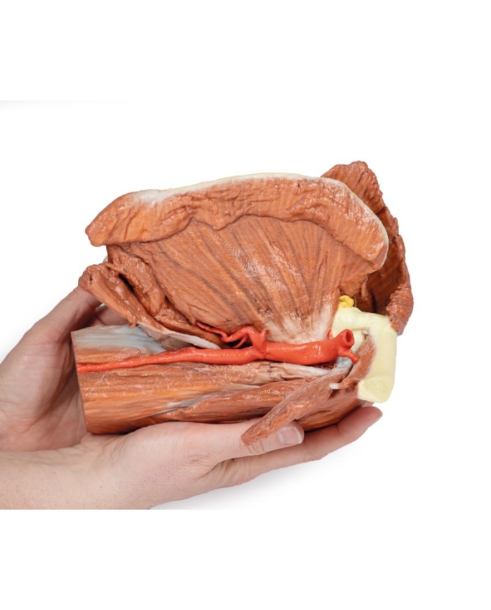 Dissezione della spalla sinistra - Muscoli superficiali e arteria ascellare e brachiale - Erler Zimmer 3D anatomy Series