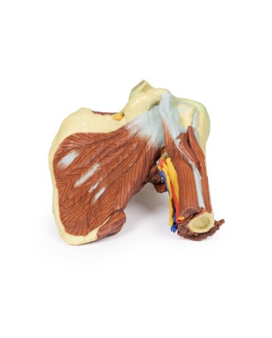 Dissezione profonda della spalla sinistra - Muscolatura, nervi e vasi associati - Erler Zimmer 3D anatomy Series