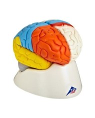 3B Scientific, modello funzionale di cervello umano, scomponibile in 8 parti, C22