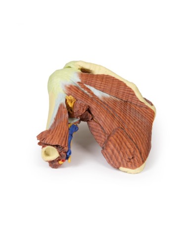 Dissezione profonda della spalla sinistra - Muscolatura, nervi e vasi associati - Erler Zimmer 3D anatomy Series