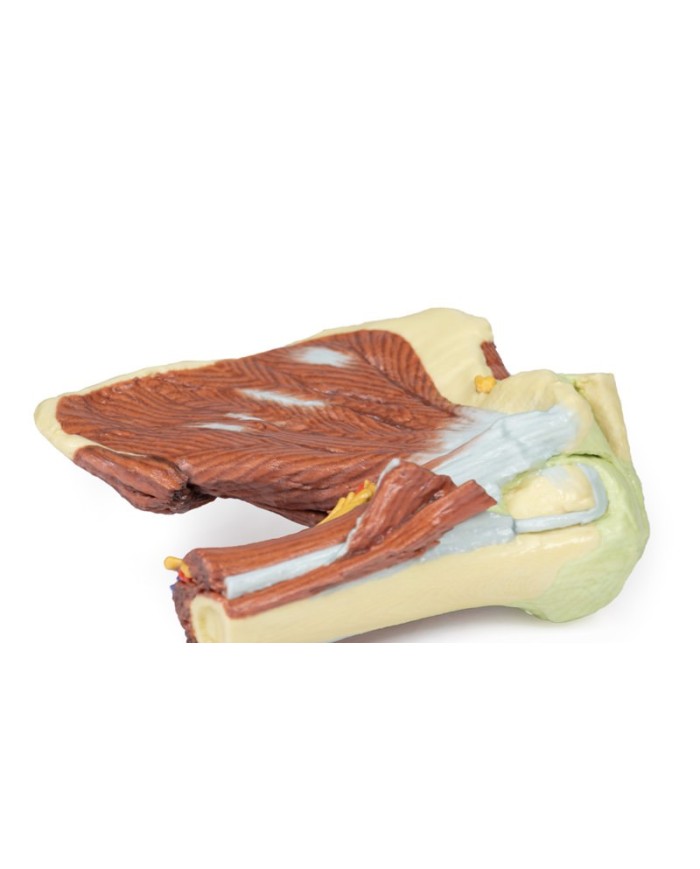 Dissezione profonda della spalla sinistra - Muscolatura, nervi e vasi associati - Erler Zimmer 3D anatomy Series