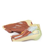 Dissezione profonda della spalla sinistra - Muscolatura, nervi e vasi associati - Erler Zimmer 3D anatomy Series