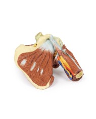 Dissezione profonda della spalla sinistra - Muscolatura, nervi e vasi associati - Erler Zimmer 3D anatomy Series