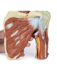Dissezione profonda della spalla sinistra - Muscolatura, nervi e vasi associati - Erler Zimmer 3D anatomy Series
