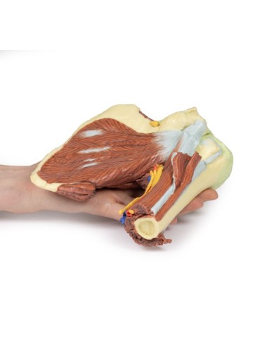 Dissezione profonda della spalla sinistra - Muscolatura, nervi e vasi associati - Erler Zimmer 3D anatomy Series