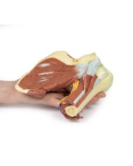 Dissezione profonda della spalla sinistra - Muscolatura, nervi e vasi associati - Erler Zimmer 3D anatomy Series