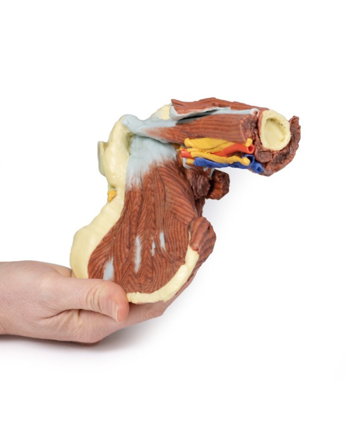 Dissezione profonda della spalla sinistra - Muscolatura, nervi e vasi associati - Erler Zimmer 3D anatomy Series