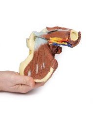 Dissezione profonda della spalla sinistra - Muscolatura, nervi e vasi associati - Erler Zimmer 3D anatomy Series