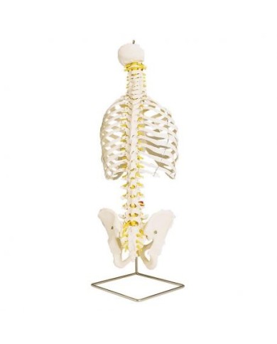 Colonna vertebrale flessibile classica 3B Scientific, con cassa toracica A56 Colonna vertebrale flessibile classica 3B Scientific, con cassa toracica A56