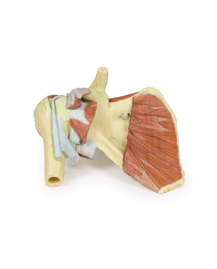 Dissezione profonda di un cingolo scapolare destro preservando una scapola