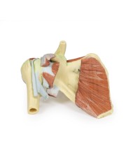 Dissezione profonda di un cingolo scapolare destro preservando una scapola