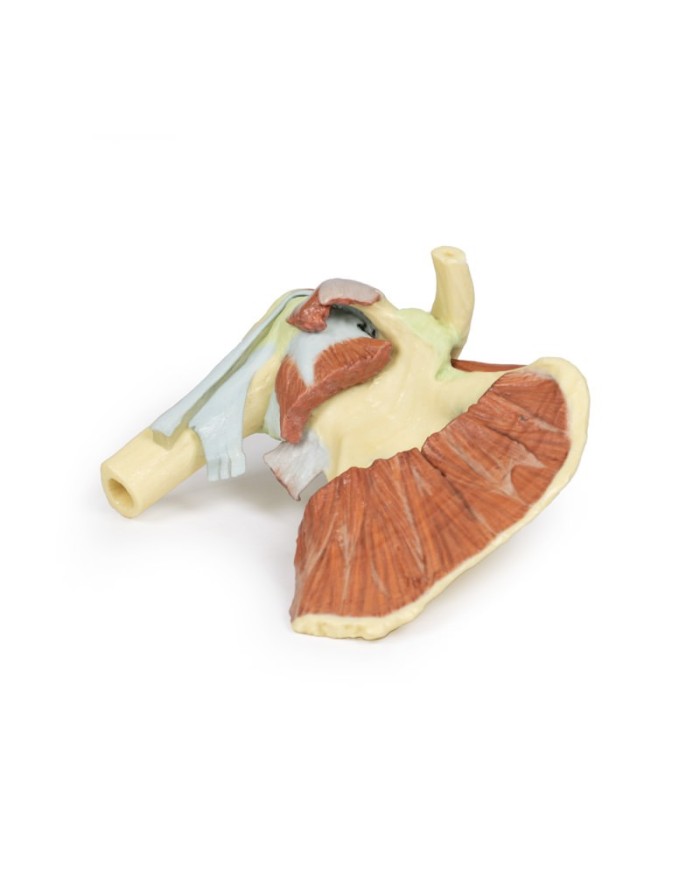 Dissezione profonda di un cingolo scapolare destro preservando una scapola