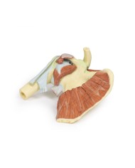 Dissezione profonda di un cingolo scapolare destro preservando una scapola