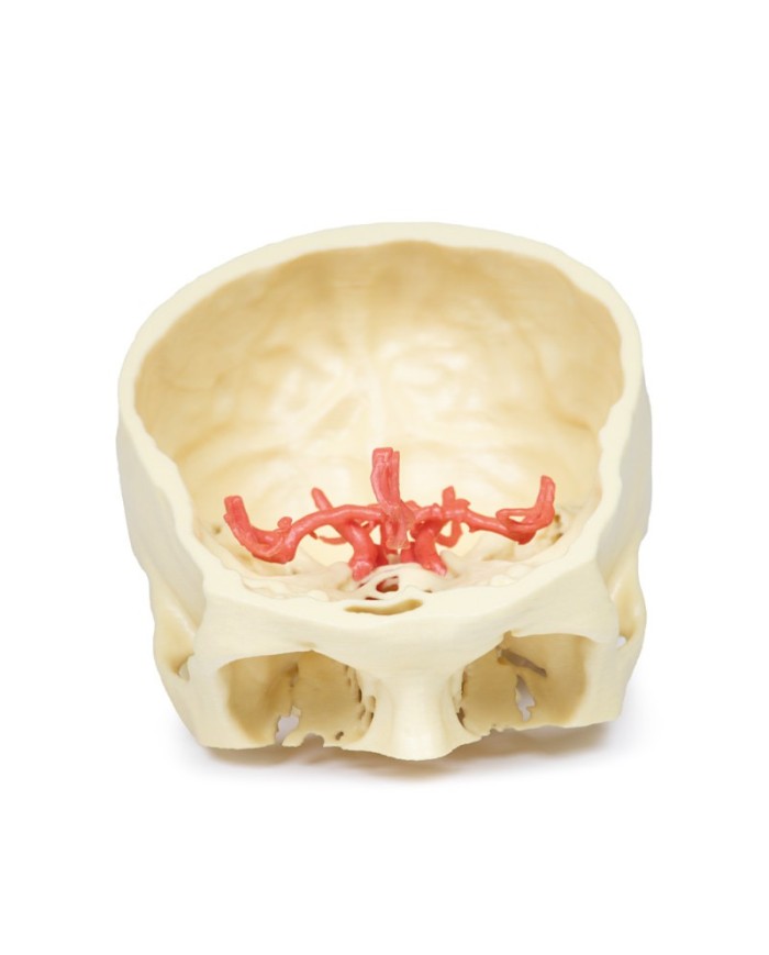 Poligono di Willis (circolo di Willis) - Erler Zimmer 3D anatomy Series