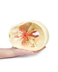 Poligono di Willis (circolo di Willis) - Erler Zimmer 3D anatomy Series