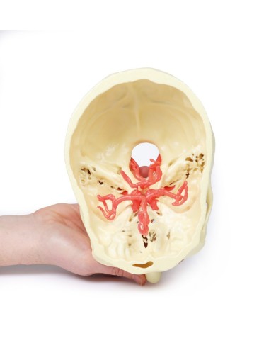 Poligono di Willis (circolo di Willis) - Erler Zimmer 3D anatomy Series