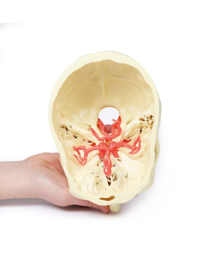 Poligono di Willis (circolo di Willis) - Erler Zimmer 3D anatomy Series