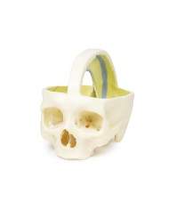 Cranio con Falce del cervello Erler Zimmer 3D anatomy Series