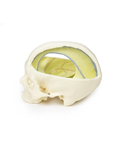 Cranio con Falce del cervello Erler Zimmer 3D anatomy Series