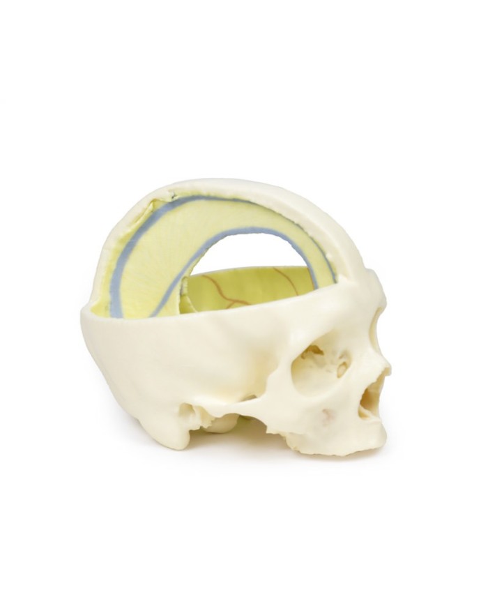 Cranio con Falce del cervello Erler Zimmer 3D anatomy Series