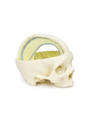 Cranio con Falce del cervello Erler Zimmer 3D anatomy Series